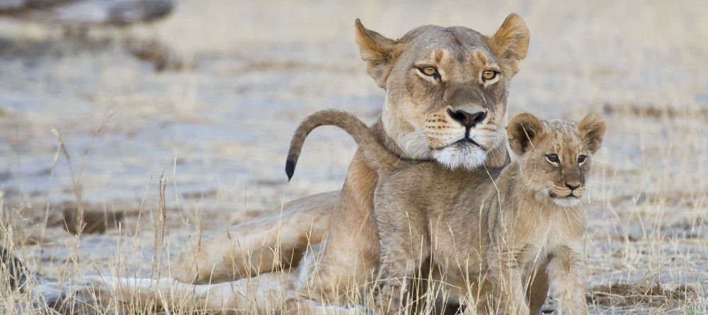 Lions at Davisons Camp, Huangwe National Park, Zimbabwe (Mike Myers) - Image 3
