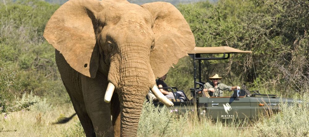 Molori bull game drive - Image 1