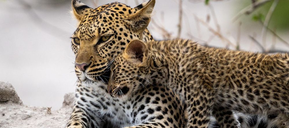 Mombo Camp, Moremi Game Reserve, Botswana - Image 9