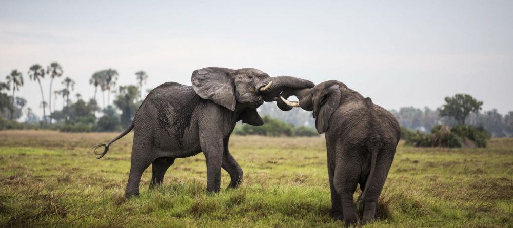 Mombo Camp, Moremi Game Reserve, Botswana - Image 2