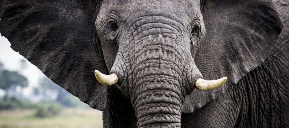 Mombo Camp, Moremi Game Reserve, Botswana - Image 6