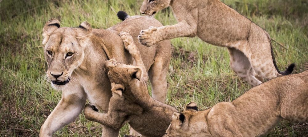 Mombo Camp, Moremi Game Reserve, Botswana - Image 26