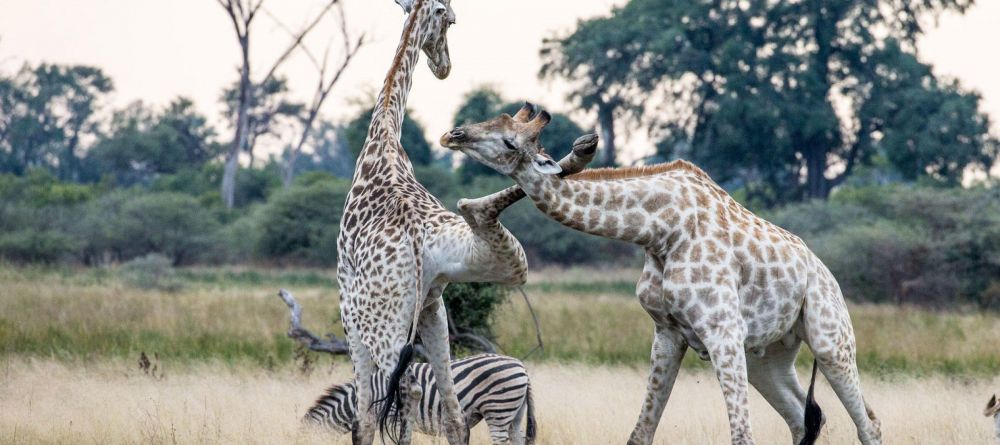 Mombo Camp, Moremi Game Reserve, Botswana - Image 12