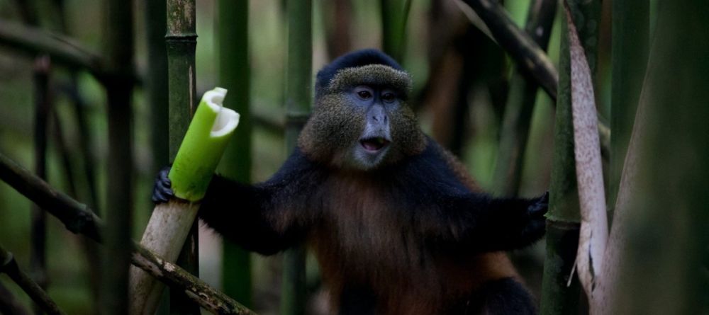 Monkey eating at Mount Gahinga Lodge, Mgahinga National Park, Uganda - Image 11