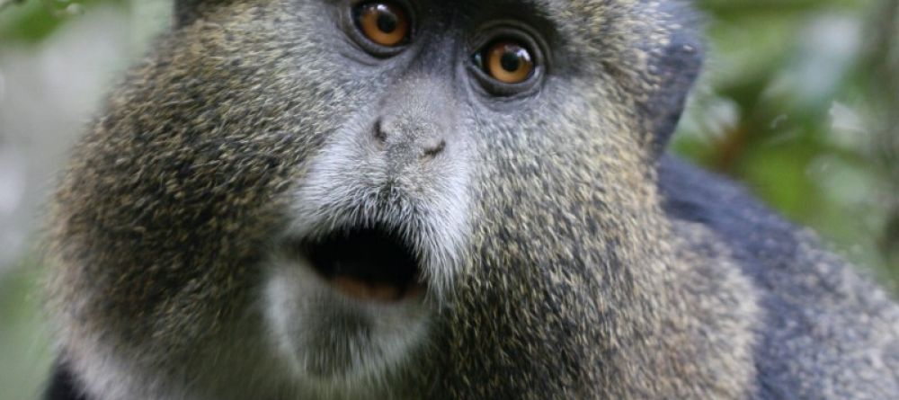 Close-up monkey shot at Mount Gahinga Lodge, Mgahinga National Park, Uganda - Image 12
