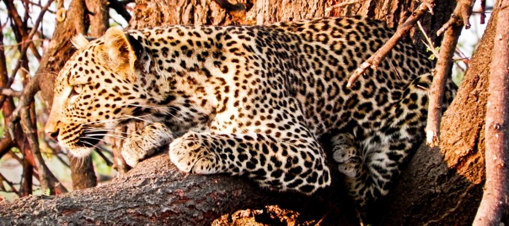 Mwagusi Camp, Ruaha National Park, Tanzania - Image 8