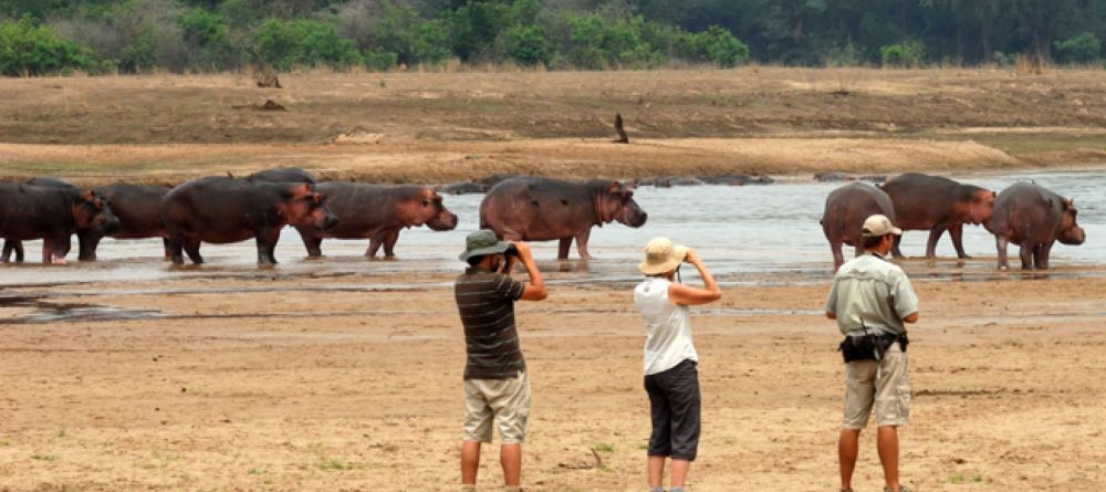 Mwaleshi Camp walking safari hippos - Image 1