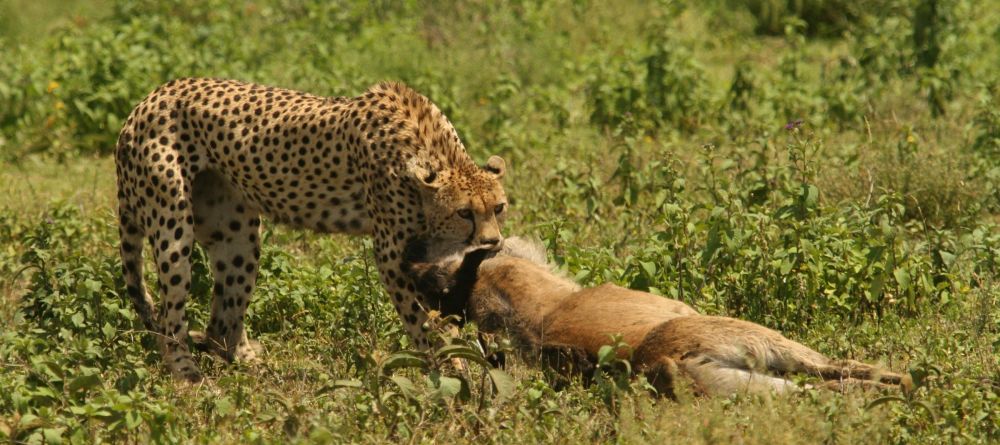 Mwiba Lodge, Serengeti National Park, Tanzania - Image 25