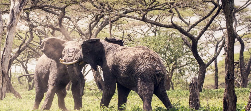Mwiba Lodge, Serengeti National Park, Tanzania - Image 16