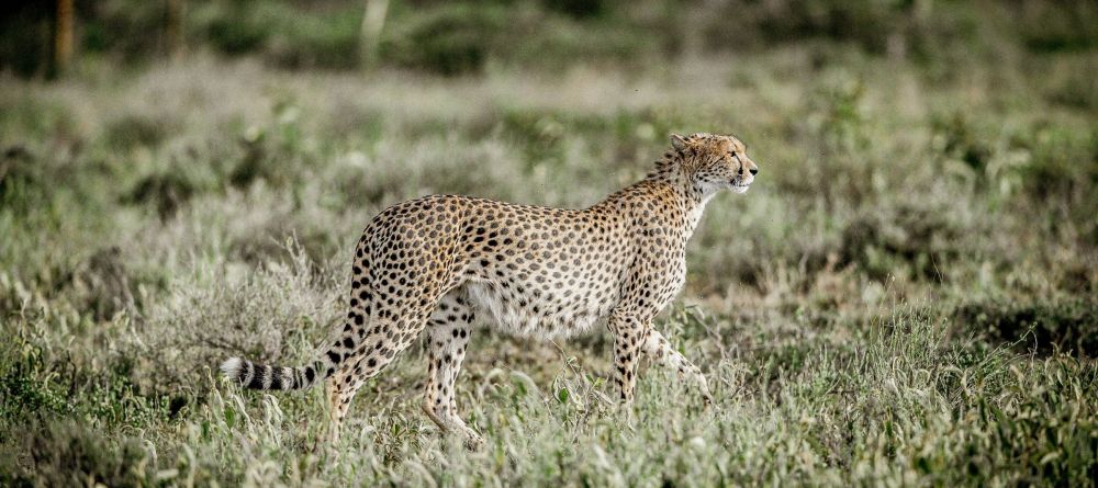 Mwiba Lodge, Serengeti National Park, Tanzania - Image 17