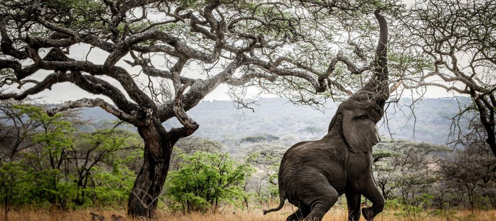 Mwiba Lodge, Serengeti National Park, Tanzania - Image 31