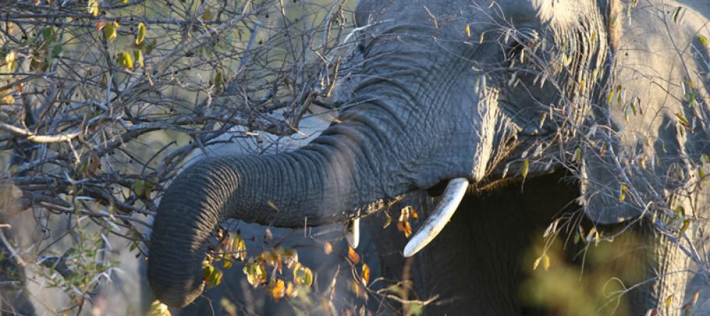 N'Kaya Lodge - Elephants - Image 4
