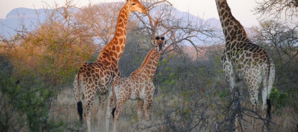 N'Kaya Lodge - Giraffes - Image 5