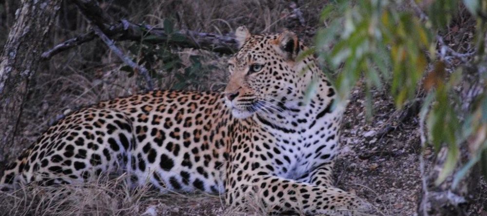 N'Kaya Lodge - Leopard - Image 6