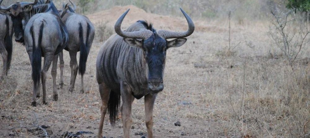 N'Kaya Lodge - Wildebeests - Image 7