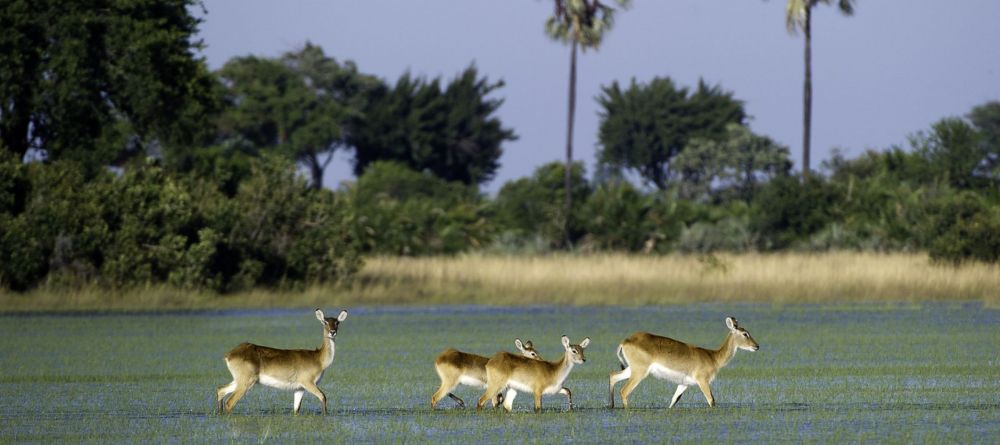 Wildlife - Image 3