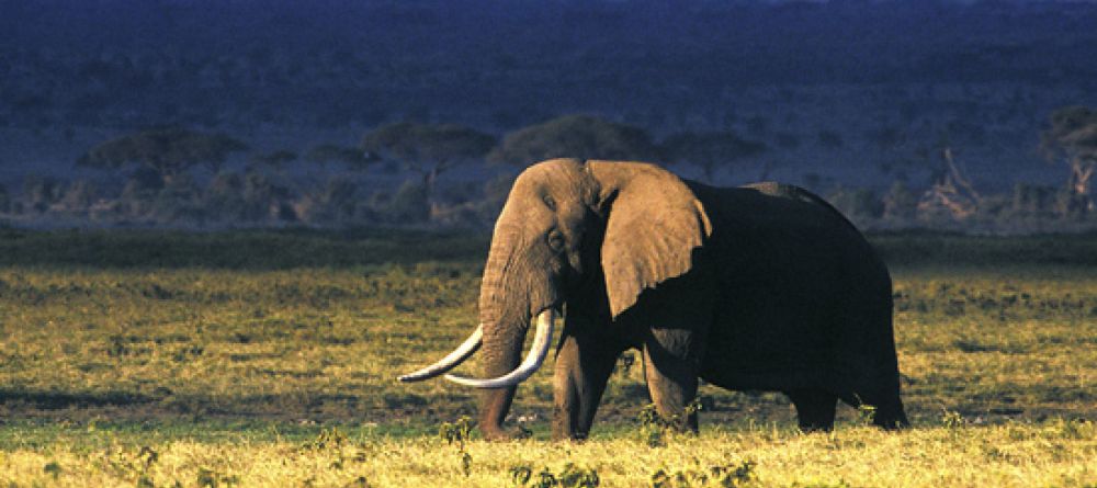 Majestic elephant in Ngorongoro Crater - Image 11