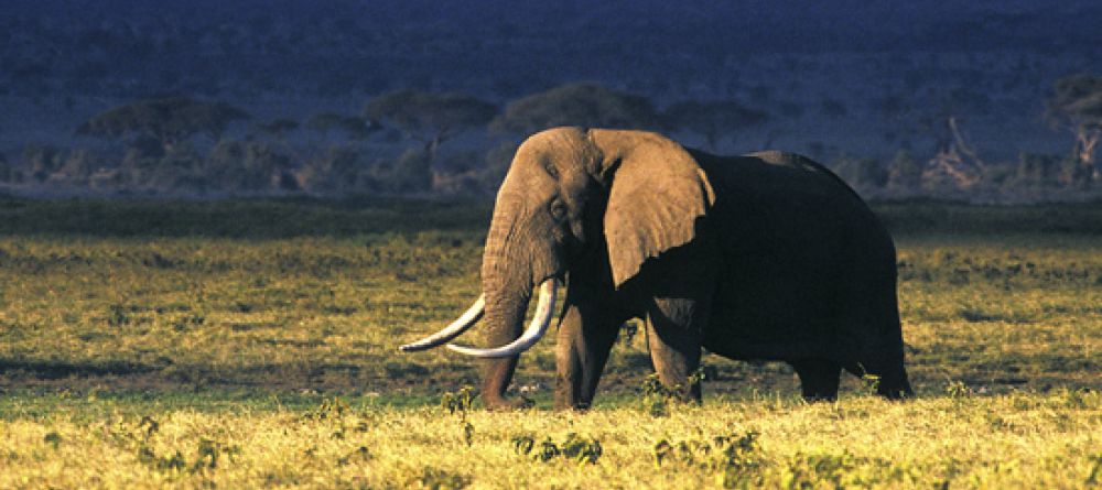 Lemala Ngorongoro, Ngorongoro Crater, Tanzania - Image 8