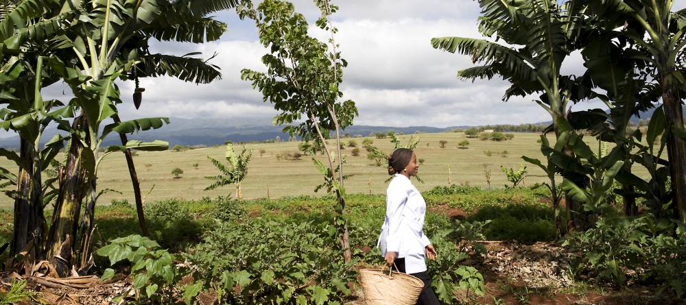 The chef in the vegetable garden at Ngorongoro Farm House, Karatu, Tanzania - Image 9