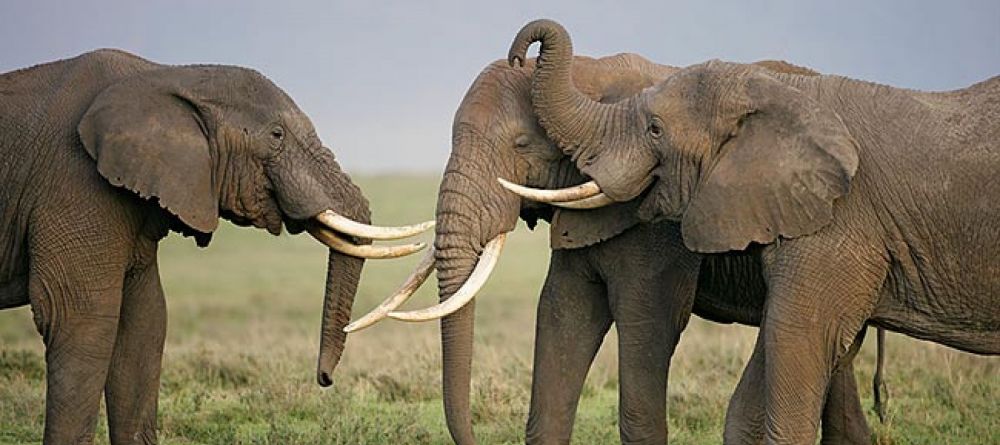 Ngorongoro Crater - Elephants - Image 7