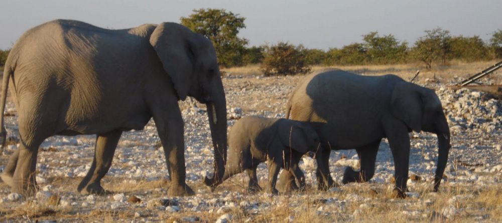 An elephant family at Namutoni Rest Camp, Etosha National Park, Namibia - Image 3