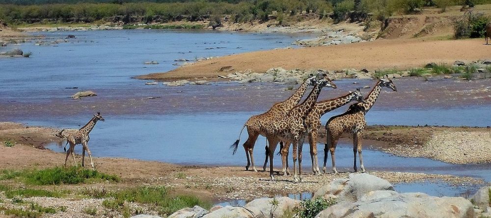 Unique River Camp Giraffes wanting to cross the Mara River - Image 1