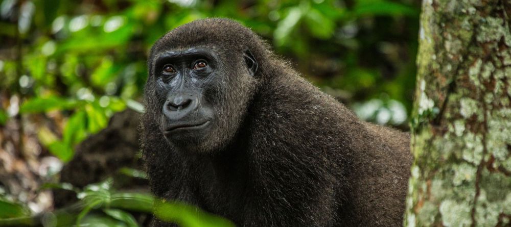 Lango Camp Gorilla - Image 18