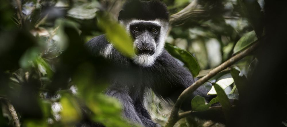 Lango Camp Colobus Monkey - Image 20
