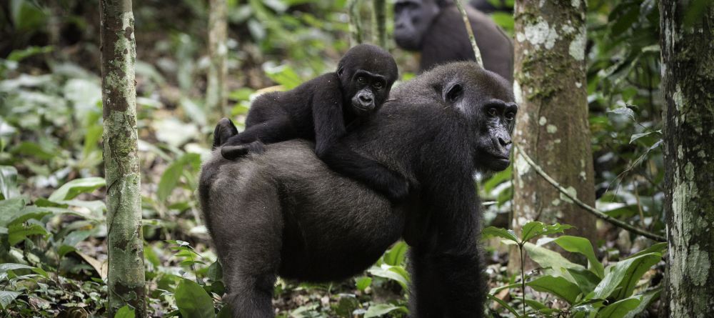 Lango Camp Gorilla mom and baby - Image 22
