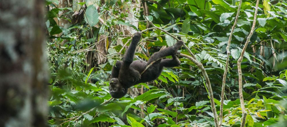 Ngaga Camp, Odzala National Park, Republic of Congo - Image 6