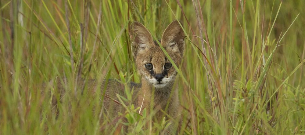 Lango Camp, Odzala National Park, Republic of Congo - Image 11