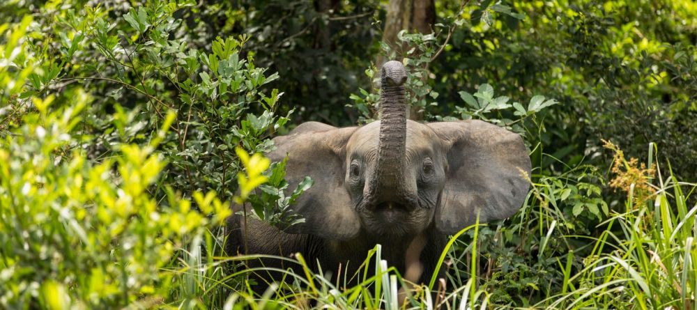 Mboko Camp, Odzala National Park, Republic of Congo - Image 7