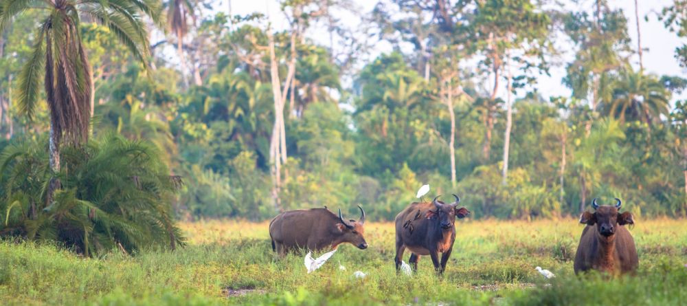 Mboko Camp, Odzala National Park, Republic of Congo - Image 12