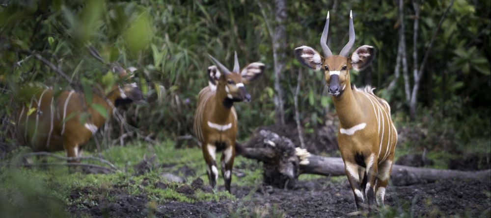 Lango Camp, Odzala National Park, Republic of Congo - Image 9