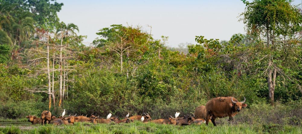 Lango Camp, Odzala National Park, Republic of Congo - Image 14