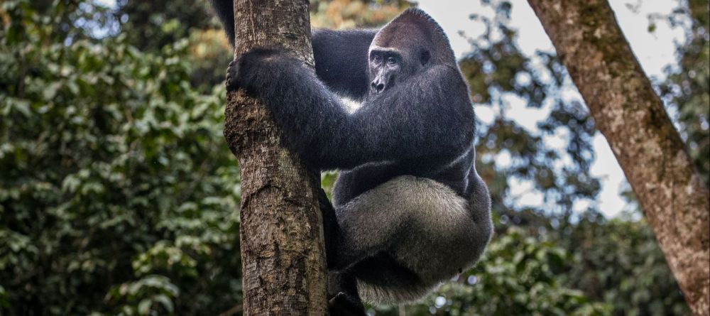 Ngaga Camp, Odzala National Park, Republic of Congo - Image 2