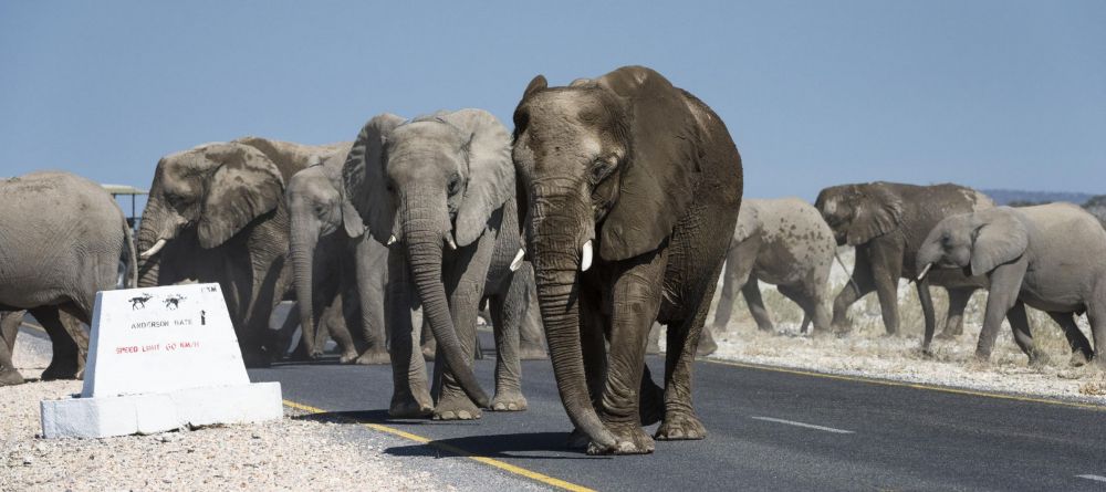 Ongava Tented Camp, Etosha National Park, Namibia - Image 20