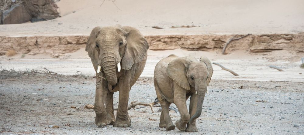 Elephants - Image 15