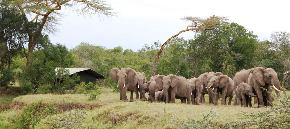 Ol Pejeta Bush Camp, Ol Pejeta Reserve, Kenya - Image 13