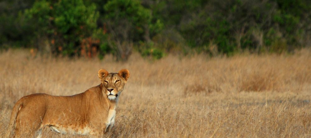  Lion at Sanctuary at Ol Lentille, Laikipia, Kenya - Image 3