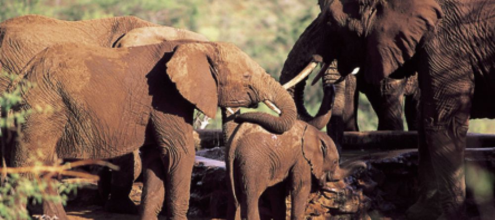 Elephants at the Ol Malo Wateringhole - Image 14