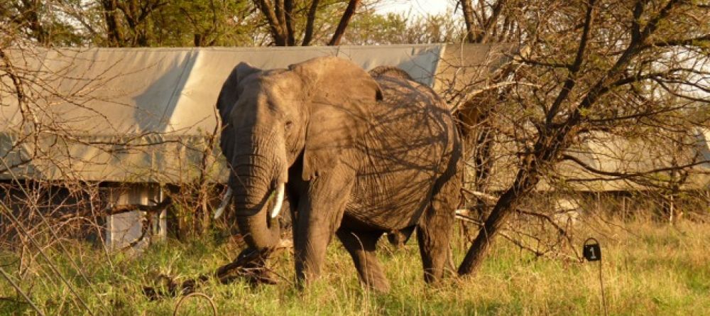 Kimondo Camp - elephant in camp	 - Image 1