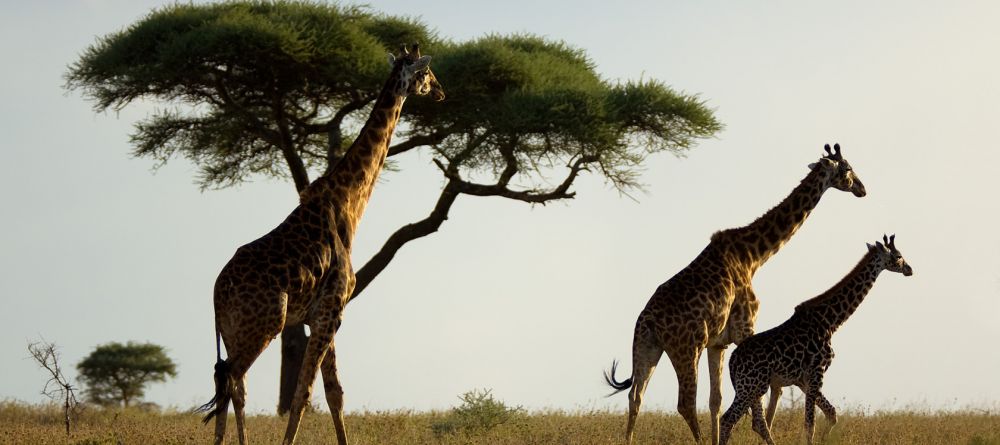 Olakira Tented Camp, Serengeti National Park, Tanzania - Image 5