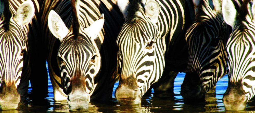 Ongava Lodge, Etosha National Park, Namibia Â© Dana Allen - Image 1