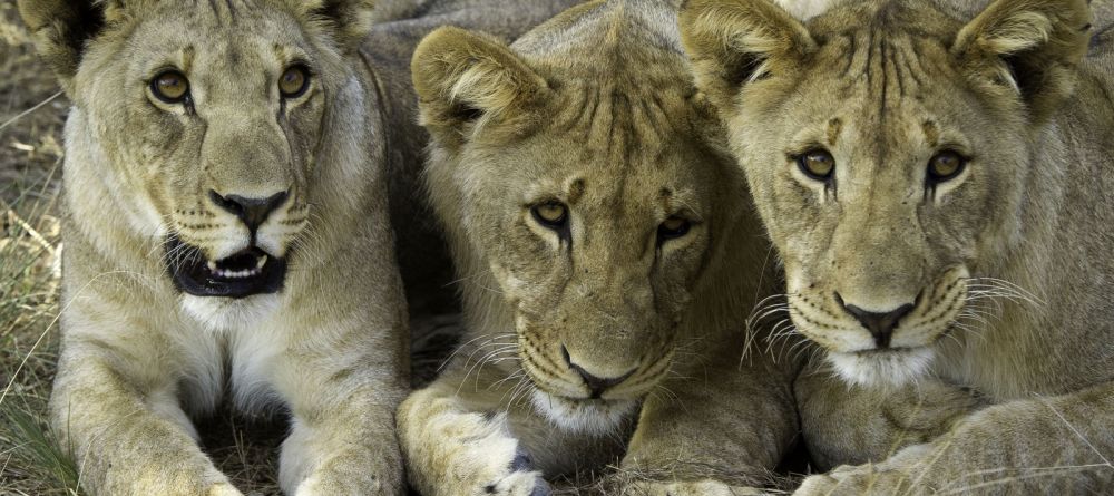 Ongava Lodge, Etosha National Park, Namibia Â© Dana Allen - Image 2