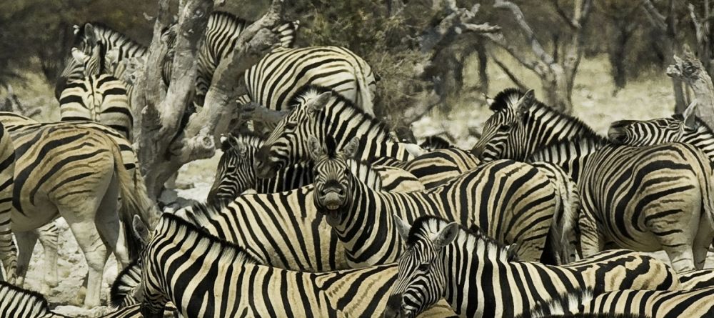 Onguma Treetop Camp, Etosha National Park, Namibia - Image 2