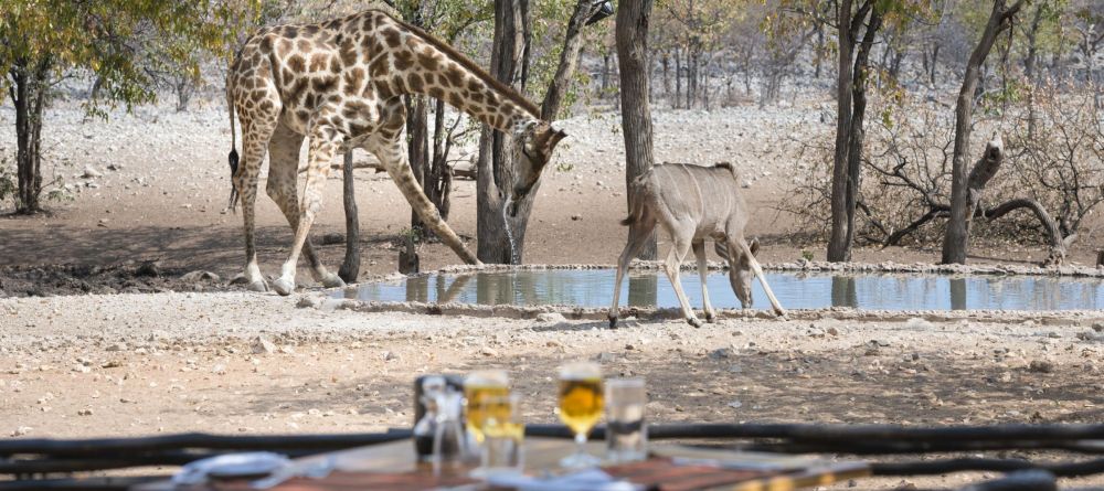 Ongava Tented Camp, Etosha National Park, Namibia - Image 5