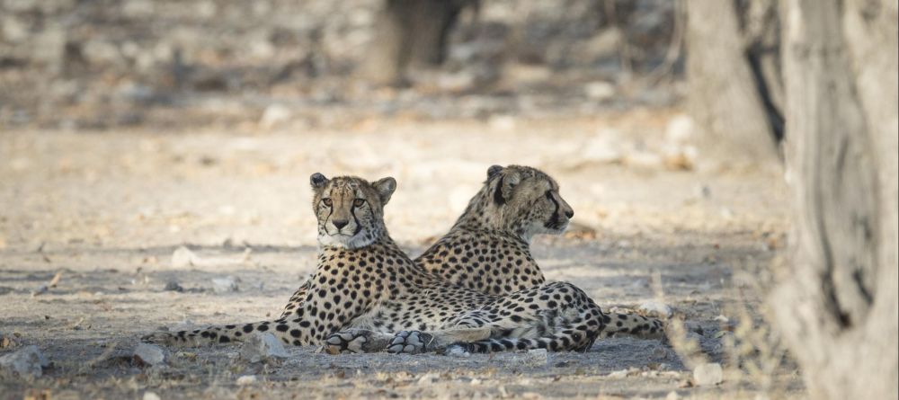 Ongava Tented Camp, Etosha National Park, Namibia - Image 4