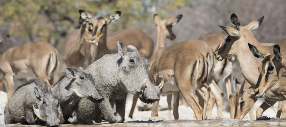 Ongava Tented Camp, Etosha National Park, Namibia - Image 10