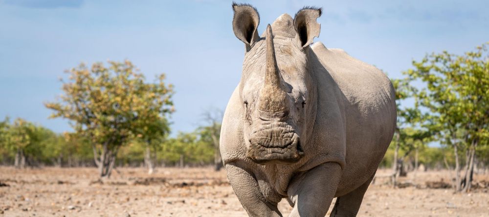 Ongava Tented Camp, Etosha National Park, Namibia - Image 12